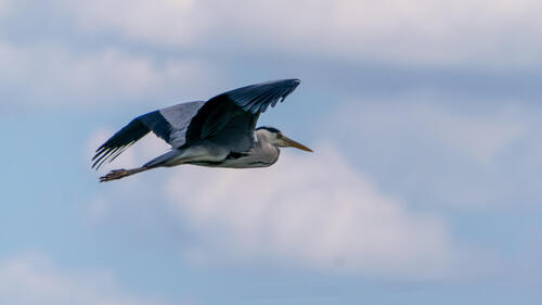 Grey heron in flight 2